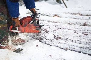 Risk freezing forestry